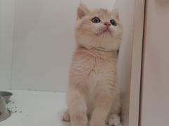 -三花喵·撸猫购宠·宠物生活馆(虹桥南丰城店)