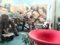 -成都动物园