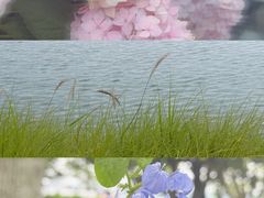 -金鸡湖景区
