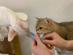 -猫域·湾主题猫咖·宠物吧(南坪城市广场店)