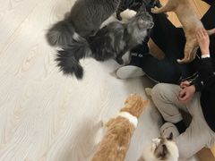 -猫和宫(六道口店)