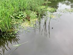 -西湖风景区-江洋畈生态公园