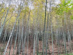 -杭州半山国家森林公园