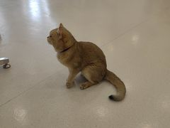 -共舞时光猫咖·狗咖(新街口店)