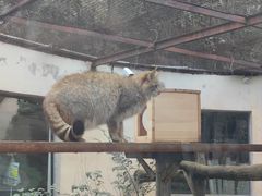-青藏高原野生动物园