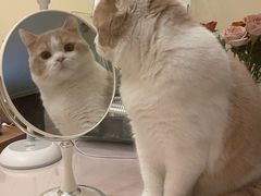 -老吴的猫·猫舍(新区店)
