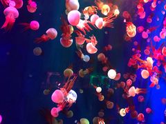 -成都浩海立方海洋公园