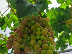 -金谷域澳洲庄园