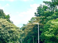 -黄埔油麻山森林公园