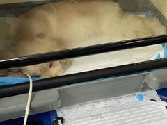 -美联众合动物医院(·中兽医·疑难杂症·严家桥分院)