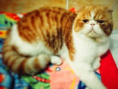 -创凡宠物医院·骨专科  猫科中心(西乡分院)