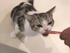 -飞行喵MR PILOT|猫舍·猫咖(静安大融城店)