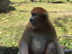 -西安秦岭野生动物园