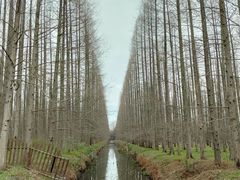 -东平国家森林公园
