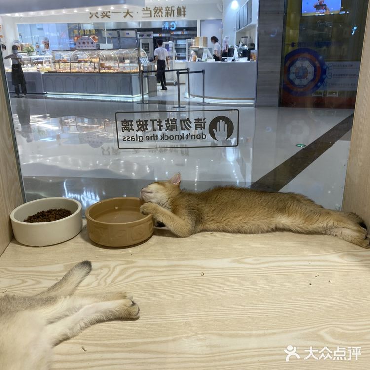 深圳探店｜一起撸猫🐱一起喵喵喵🐱