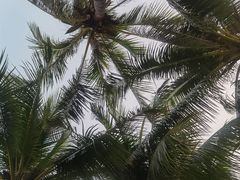 -三亚海棠湾万丽度假酒店