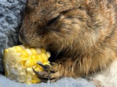 -有猫主题·治愈系猫咖(曾厝垵店)