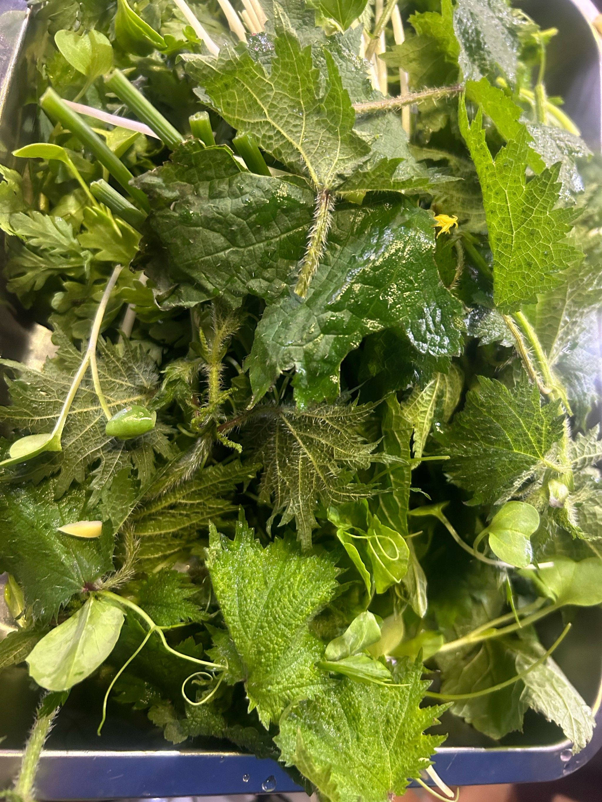 贵州野菜