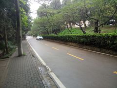 -武汉大学-樱园