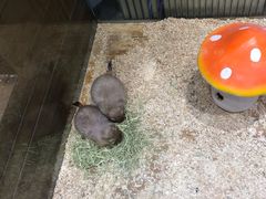 -龟与熊猫宠物公园(南坪店)