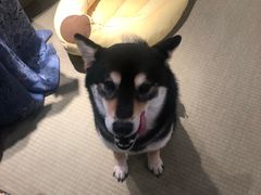 -逗柴咖啡屋·狗咖猫咖宠物桌游