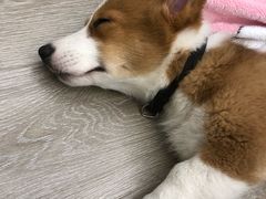 -浣熊柯尔鸭土拨鼠·电玩咖