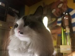 -咖法森林·咖啡  酒吧(天河店)