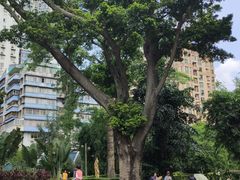 -晓港公园