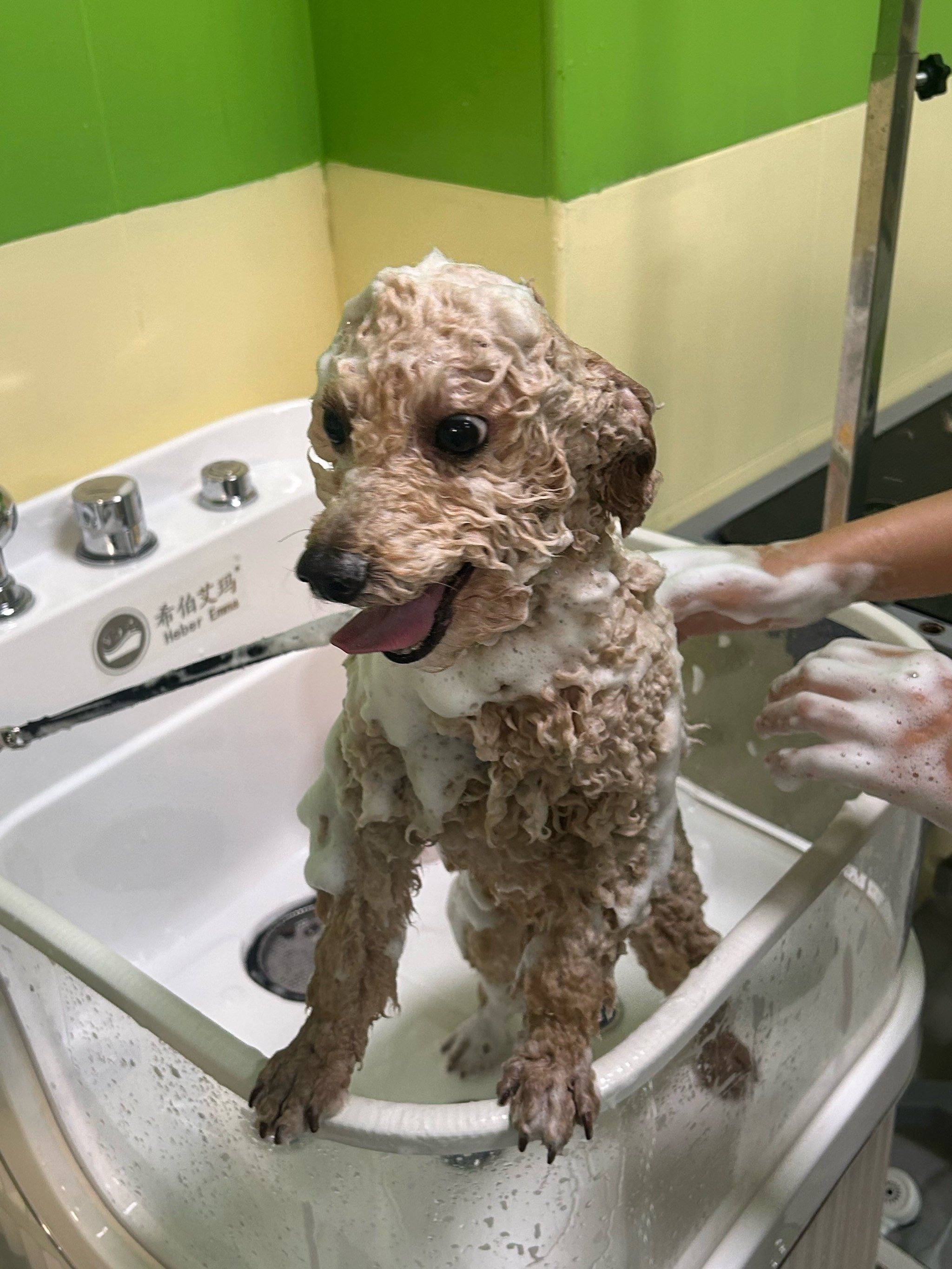 狗狗火化超度-狗狗火化一般多少钱 狗狗火化超度-狗狗火化一般多少钱