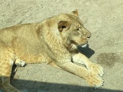 -北京野生动物园