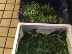 鸡毛菜-细村农贸综合市场