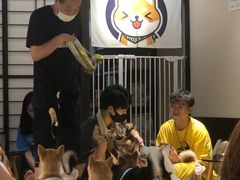 -逗柴咖啡屋·狗咖猫咖宠物桌游