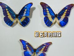 -上海昆虫博物馆