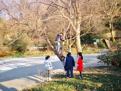-紫金山山顶公园