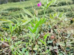 -中国茶叶博物馆(双峰馆区)