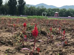 -北京东方普罗旺斯薰衣草庄园