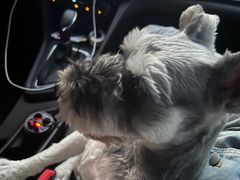 -枫花园汽车电影院(朝阳公园店)