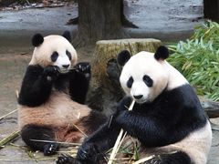 -都江堰中华大熊猫苑