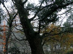 -祁门牯牛降观音堂风景区