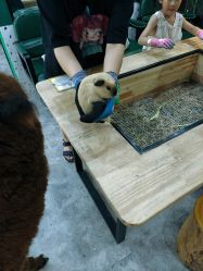 -神奇动物撸宠馆·羊驼·小浣熊·异宠(豫园店)