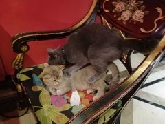 -猫色咖啡·猫咖