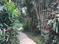 -银湖山郊野公园-相思林