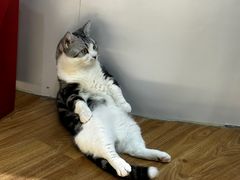 -COLOR PETS 撸猫馆·购猫·猫咖(长风大悦城店)