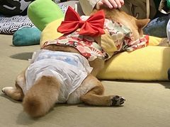 -逗柴咖啡屋·狗咖猫咖宠物桌游