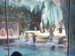 -帝企鹅自助餐厅•儿童岛•真企鹅(长隆企鹅酒店)