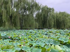 -莲花池公园