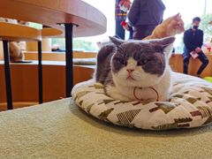 -CAT’S MEWSTAR CAFE·喵星球猫屋(晴湾咖啡店)