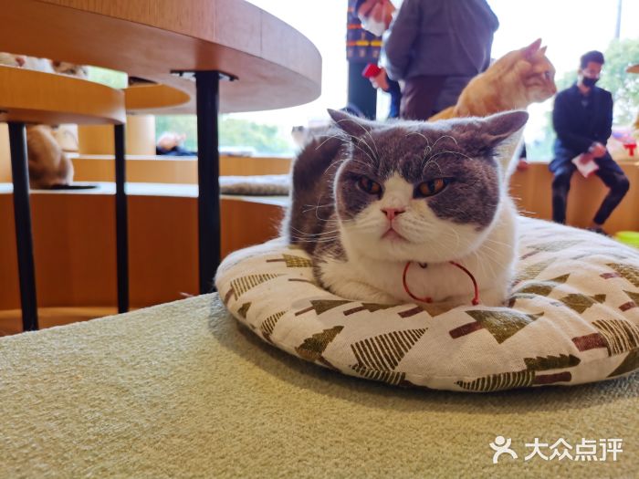 CAT’S MEWSTAR CAFE·喵星球猫屋(晴湾咖啡店)图片