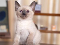 -小猫来了·猫舍(红山六九七九店)