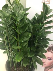 -润泽瑞尼丝医疗美容医院